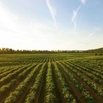 Champ de vigne et agriculture